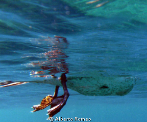 Today when I go up to the surface I see this feet swimmin... by Alberto Romeo 